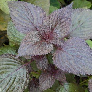 Purple Leaf Perilla Perilla frutescens for planting in kitchen garden